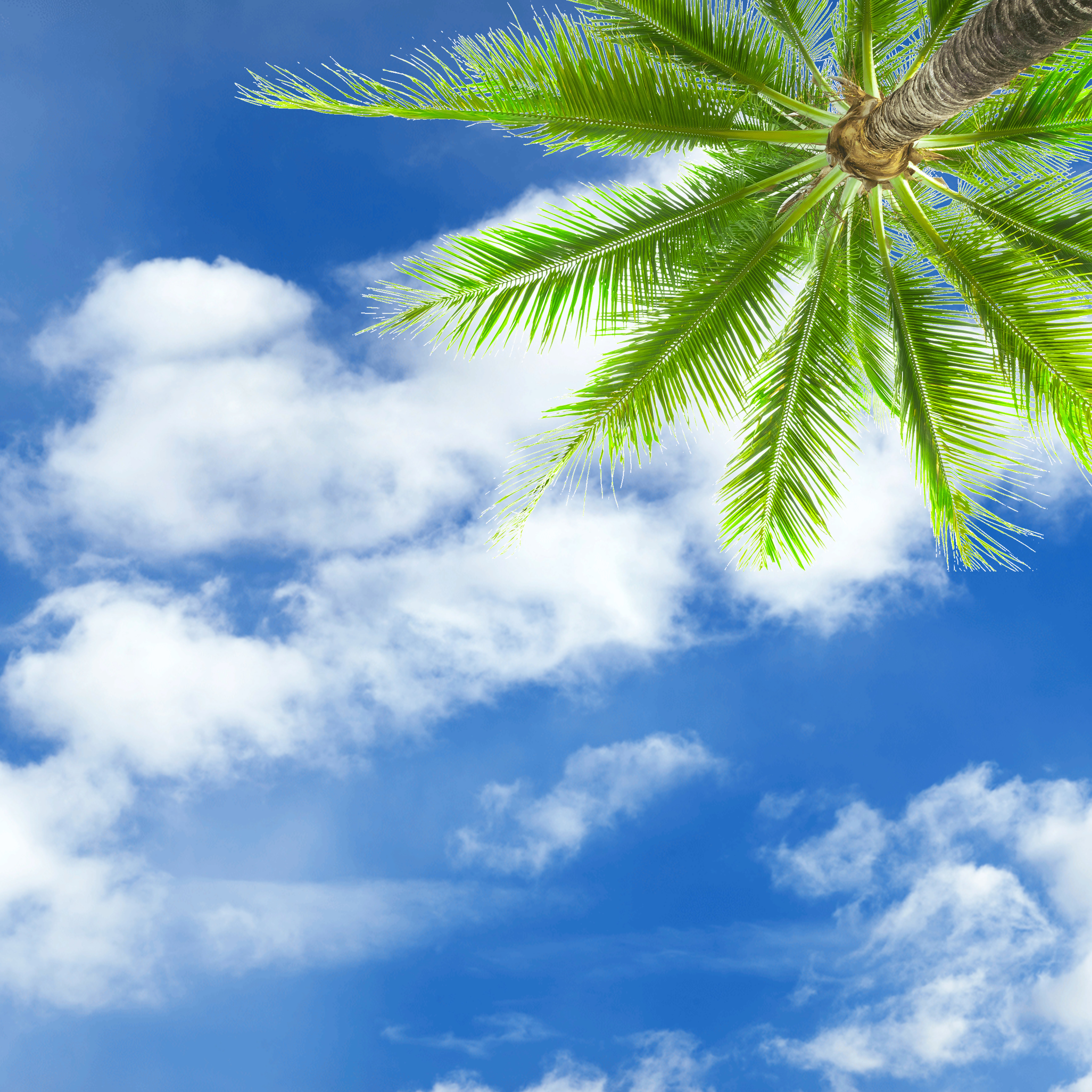 Sky1 + Palm Tree - LED Sky Ceiling Panel Image