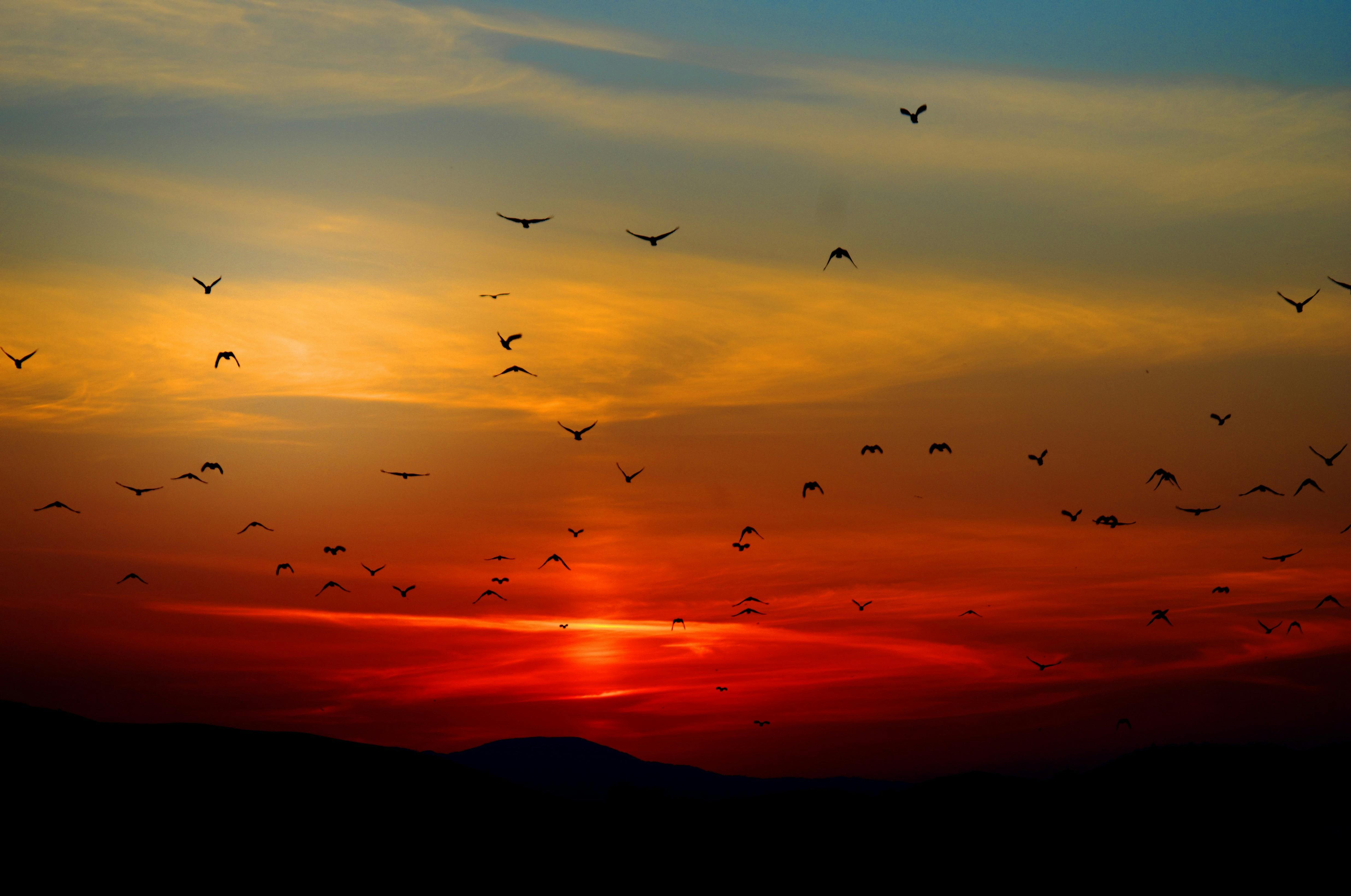 Sunset and Birds